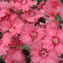 Dianthus sinensis 'Charms rose clair' fleur